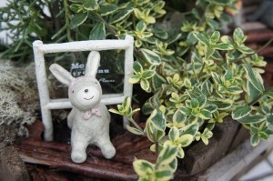 SONY DSC