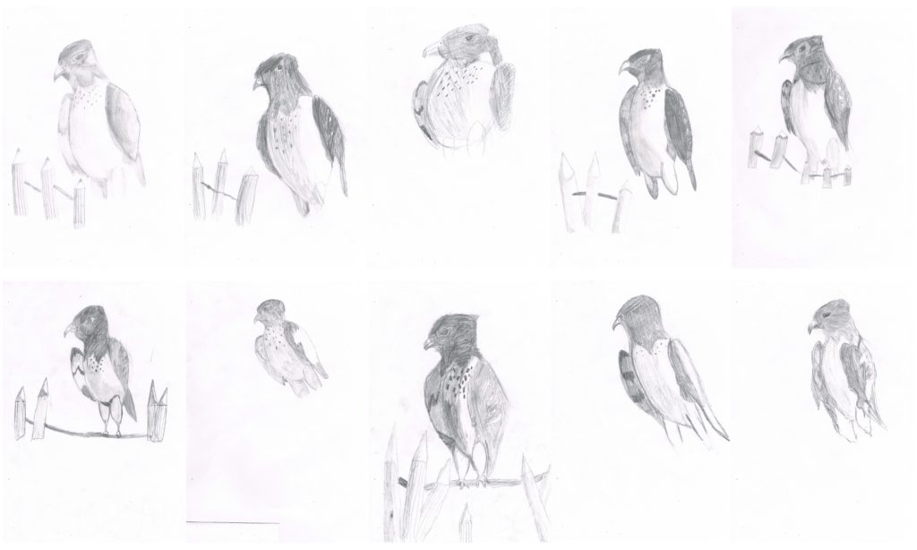 Drawing Falcons